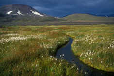 AKS98-210 Meadow in Aniakchak Caldera.jpg (63448 bytes)