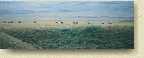 Band of caribou from the Porcupine caribou herd.