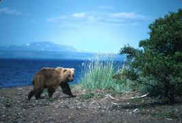 Brown bears frequent the many bear trails on the shores of Kukaklek Lake and the Alagnak River.